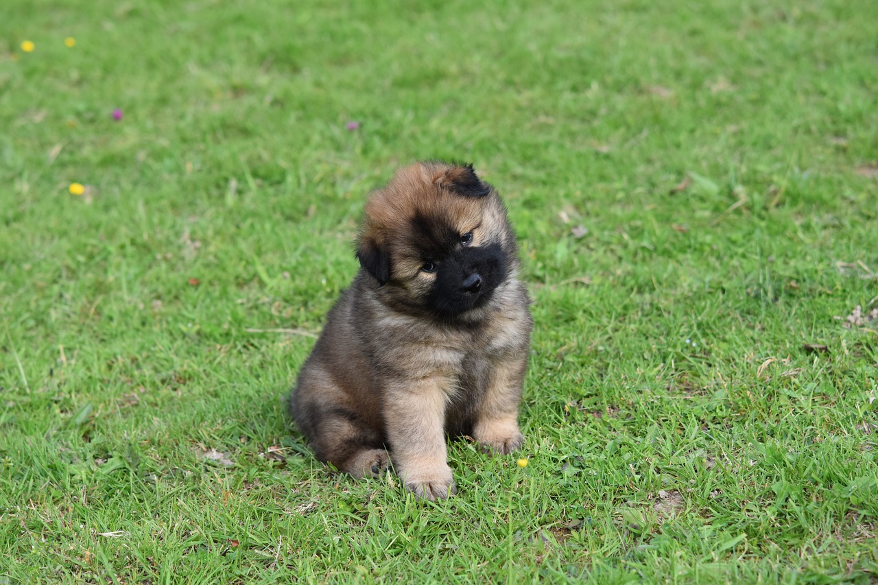 The Best Practices for Grooming Puppies